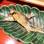 銀座 しのはら - 琵琶湖と島根の鮎食べ比べ