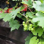 バックシュトゥーベ ツオップ - 