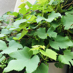 バックシュトゥーベ ツオップ - 