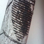 かつら庵 - 漆の木　見本