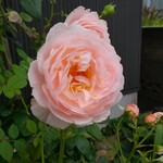 洋菓子舗 茂右衛門 - 