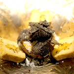 ドディチ・マッジョ - 