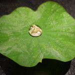 セララバアド - 朝露