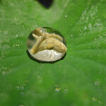 セララバアド - 朝露