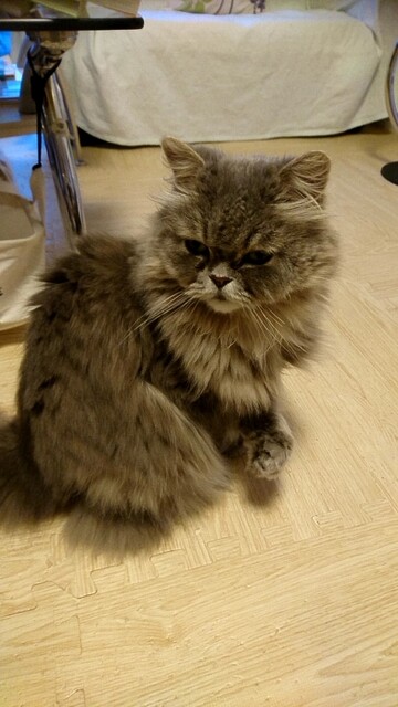 猫カフェ By ぐるぐるミン mimi ミミ 篠ノ井 その他 食べログ 猫カフェ By ぐるぐるミン mimi ミミ 篠ノ井 その他 食べログ