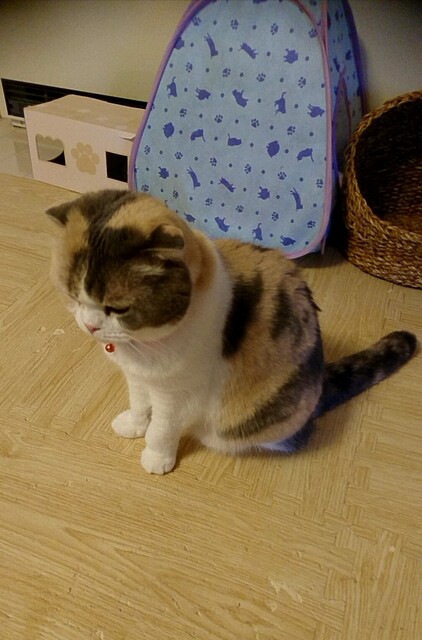 猫カフェ By ぐるぐるミン mimi ミミ 篠ノ井 その他 食べログ 猫カフェ By ぐるぐるミン mimi ミミ 篠ノ井 その他 食べログ