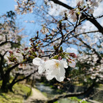 ラヴェニール チャイナ - 2020年4月。夙川の桜。