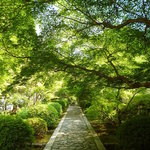 一休寺 - 新緑の小道