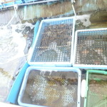 漁師家 幸 - 店の外の生け簀