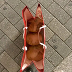 鮨処 多田 - お土産に泉州たまねぎを買いました