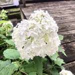 萬歳屋 - 紫陽花が美しく満開♡