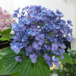 中華そば 紅蘭 - 