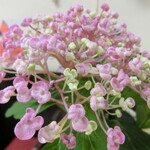 中華そば 紅蘭 - 