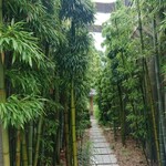 WITH TEA - 【入口横からお庭への小道】
            竹林が風情あります。