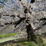 エルベラン - 2020年4月上旬。夙川の桜を一瞬、パチリ♡