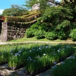 Shikiryouri Ukyou - お城の菖蒲
      