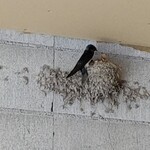 中華そば麦右衛門 - 