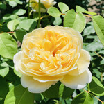 ロマン - 円通院のバラがキレイに咲いてました