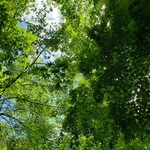 콘치넨타루 룸 - 초여름의 카루이자와