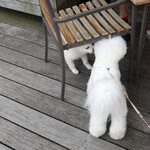 T.Y.HARBOR - シナモンと仲良しに〜♡