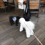 T.Y.HARBOR - 黒ポメのサンタ１４歳