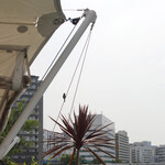 T.Y.HARBOR - 天王洲で暮らす小鳥