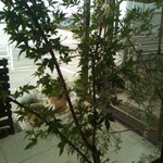 ビストロ セレニテ - 店内からの景色