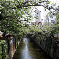 割烹 柚葉 - 