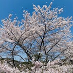 徳山鮓 - 山桜も満開でした。季節ごとに訪れたいお店です。
