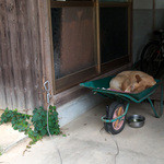 グランパ   - お店の外には一輪車で寝てるワンちゃんが・・・。激カワイイ！ 近くに行っても寝てました。