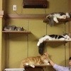 猫の時間