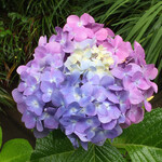 鎌倉旬粋 - 今の季節鎌倉は紫陽花いっぱいできれいです。
            これは明月院で見つけたカラフル紫陽花！ラッキーになれそう！