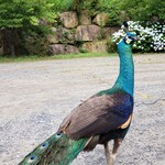 とんとこ豚 - 孔雀と戯れ