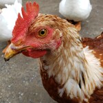 とんとこ豚 - 鶏肉も