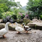 とんとこ豚 - 鳥類に囲まれました