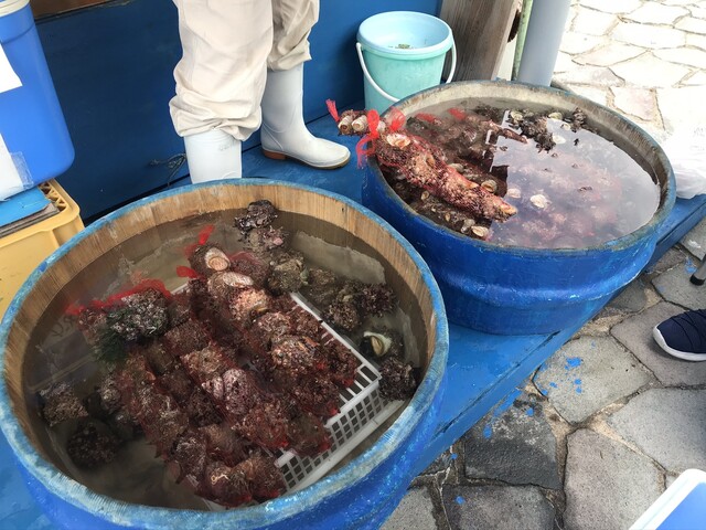 漁師旅館 親栄館 - 男鹿市その他（料理旅館）の写真