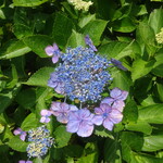 タケル クインディチ - 東慶寺：紫陽花