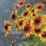 ろばたやき山ろく - 夏ですね