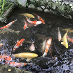 美松食堂 - 津和野の鯉