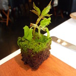 バターも苔庭風～♪♪