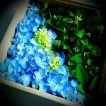 鮨 はしぐち - ご一緒様にいただいたお花。美しくて、じわ～っ(；∀； )とくるほど。