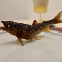 日本料理 久丹 - 