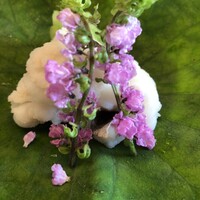 名古屋 浅田 - 