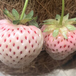 小笠原伯爵邸 - 