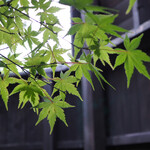 玉峰館 - 青もみじ、綺麗でした