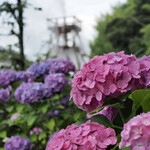 玉峰館 - 大噴湯公園の紫陽花も満開でした