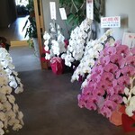 王将寿司 - 御祝いの胡蝶蘭