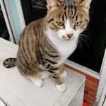 鳥田中 - 店に行く途中で遭遇した飼い猫？地域猫　なでなでさせてくれた！