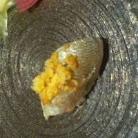 鮨 くりや川 - 