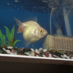 中華料理 謝謝 - 